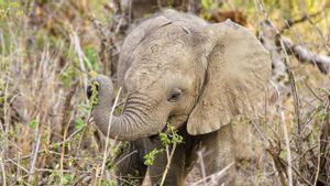 Mengapa Gajah Memiliki Telinga Besar? Ini Penjelasannya