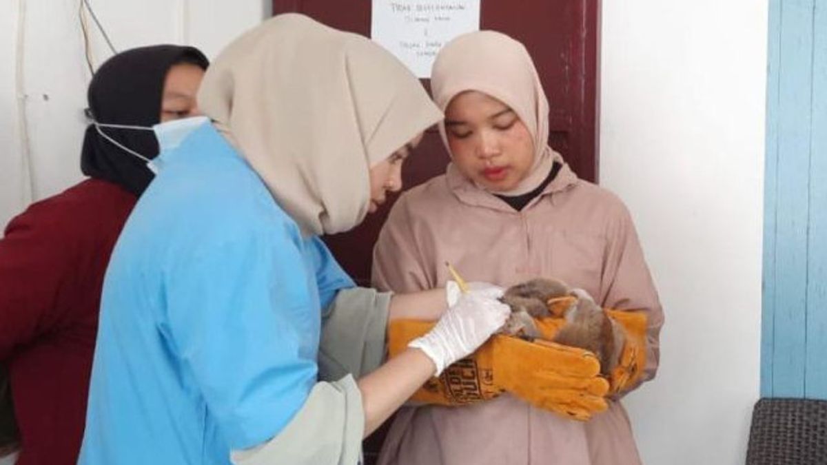 Solok Residents Surprised By The Finding Of Langka Kukang Animals Injured In Front Of Their Houses