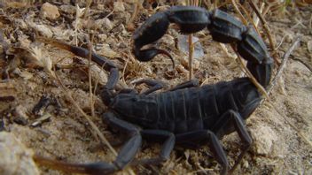 Floods, 500 Egyptians Are Hospitalized Due To Deadly Scorpion Stings