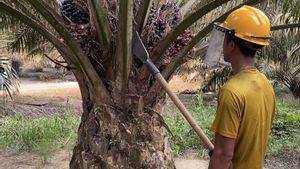 Palm Oil Entrepreneur Invites All Stakeholders To Prevent Forest And Land Fires