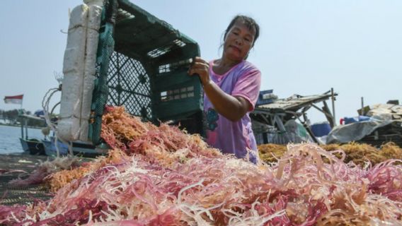 Rano Karno: Pemanfaatan Rumput Laut sebagai Bahan Bakar Sulit Dilakukan