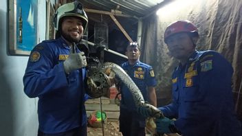 Chicken Farm Owners In Cijantung Surprised To See Large Pythons Wrapped Around Their Pets, Officers Evacuated
