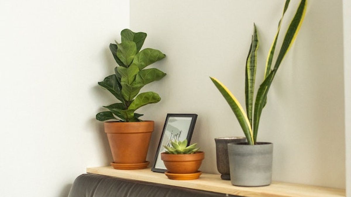 Beautify The Decoration Of The Living Room At Home With 8 Types Of Ornamental Plants