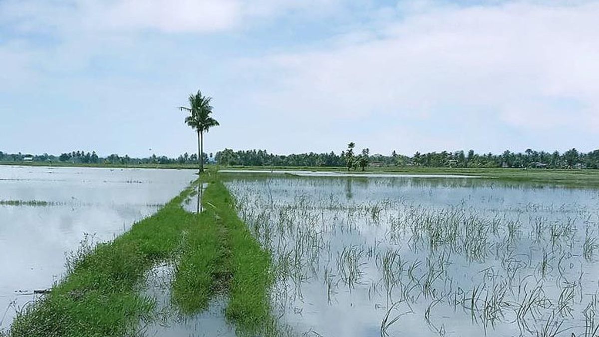 1.230 Hektare Padi di Aceh Utara Terancam Puso Akibat Banjir