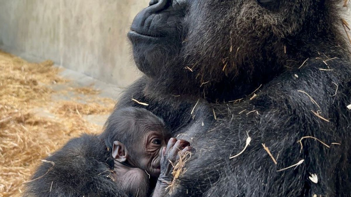 First In 96 Years, A Gorilla Baby Born At The Detroit Zoo