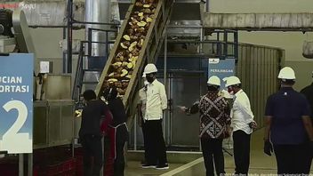 Visitez Porang Factory, Jokowi: C’est Une Grande Valeur, Il Pourrait être Un Substitut Au Riz