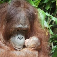 Selama Masa Pandemi, Banyak Satwa Dilindungi di Indonesia yang Lahir