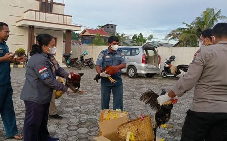 Hindari Penyakit, 4 Ayam Bangkok Selundupan Dimusnahkan Karantina Ternate