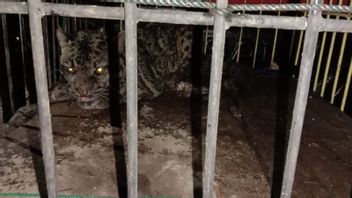 Tiger Dahan Nyasar à La Salle De Bain Des Résidents à Sumbar, Initialement Confondu Avec Tigre De Sumatra