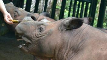 苏门答腊犀牛在TN Way Kambas的诞生过程吸引了国际关注