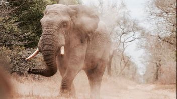 2头大象出现在西戎戎西苏门答腊，BKSDA称43年前发生了类似事件