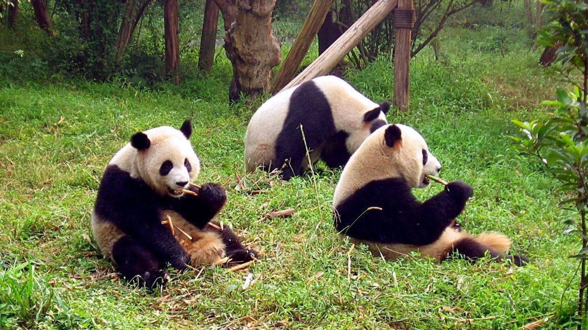Pertama Kali dalam 50 Tahun, Tidak akan ada Panda di Jepang Mulai Tahun Depan