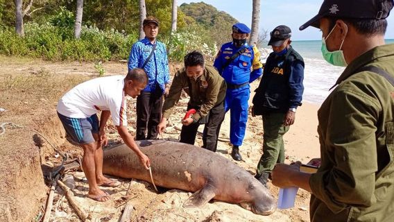 Dugong Jantan Terdampar di Bawean, Ditemukan Dalam Kondisi Mati