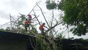 65 arbres tombés en raison de conditions météorologiques extrêmes à Padang, BPBD se concentre sur la route