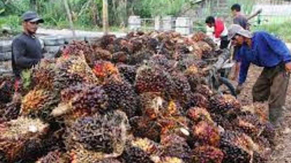 Harga Kelapa Sawit Riau Tertinggi di Indonesia