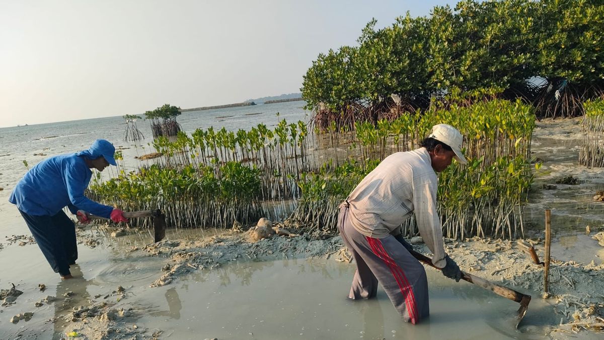 Customer J Trust Bank Plants 2,000 Mangroves Via ToRA Green Savings Deposit Program
