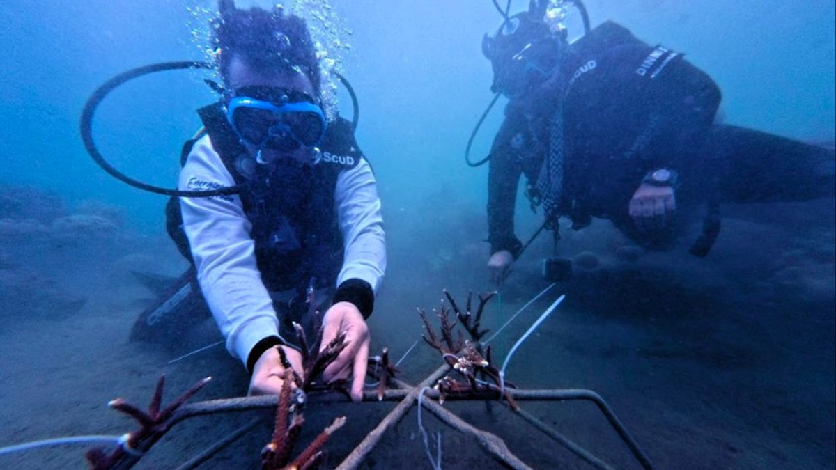 Pulihkan Ekosistem Laut, Penanaman Karang Dilakukan di Pesisir Morella