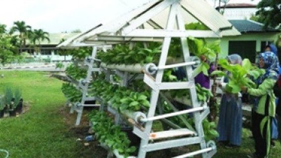 Berkebun Jadi Solusi Pemasukan Lain Akibat COVID-19