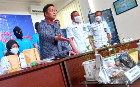 Penanam 13 Batang Ganja dalam Pot di Sleman Ditangkap