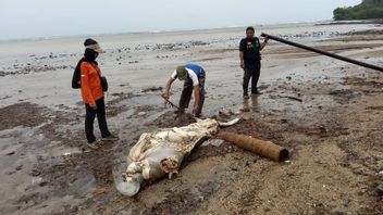 Diduga Terseret Ombak, Seekor Duyung Mati Terdampar di Pulau Bawean 