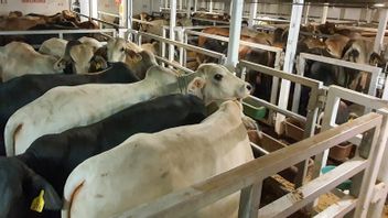 2.000活牛从澳大利亚抵达，NFA负责人：满足禁食，开斋节和宰牲节的需求