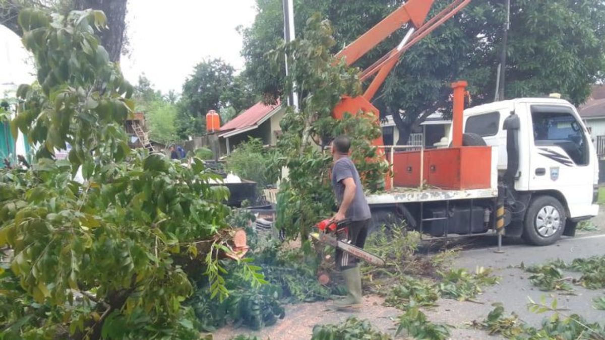 反思树木杀死的杂质，DLH West Pasaman在班达雷霍-贾姆巴克路上修剪树木