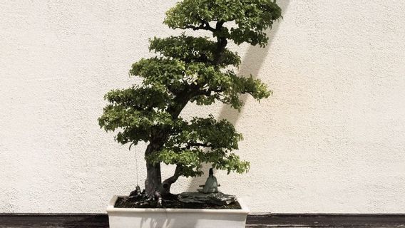 10 Rekomendasi Jenis Tanaman yang Bisa Jadi Bonsai