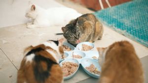 Hindari Kebiasaan Pemberian Wet Food yang Bikin Anabul Semakin Kurus