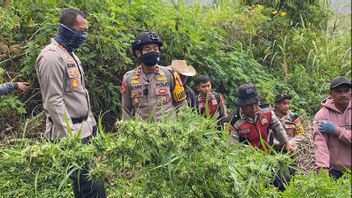 La police a trouvé 25 000 tronc de marijuana dans le hameau du mont Semeru, répartis dans 22 endroits