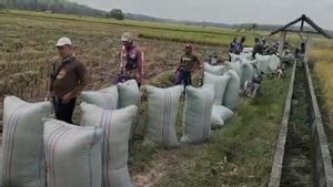 Berkat Harga Gabah Kering Panen jadi Rp6.500 per Kg, Petani RI Kini Hidup Lebih Sejahtera