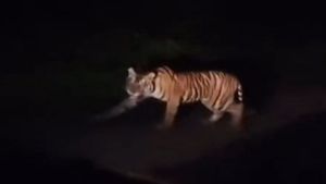 Harimau Sumatra Kembali Terlihat di Jalan Lintas Barat Krui Lampung