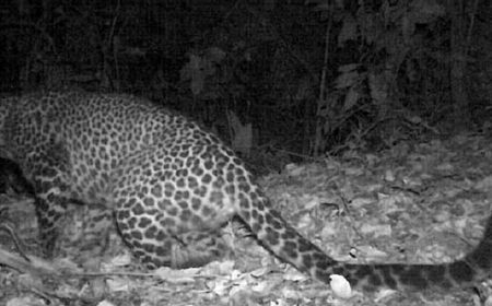 Satu Macan Tutul Terekam Kamera Jebak di Kawasan Gunung Sanggabuana, Karawang