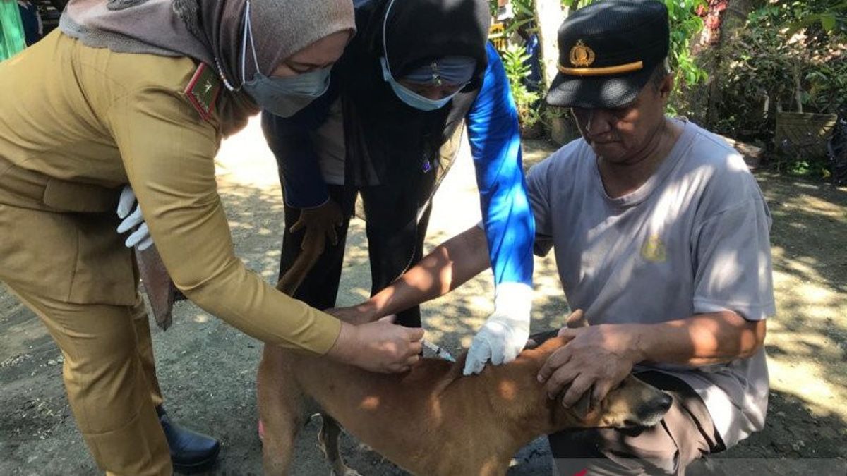 The OKU Animal Husbandry Service In South Sumatra Injects 500 Stray Dogs  And Pets To Prevent