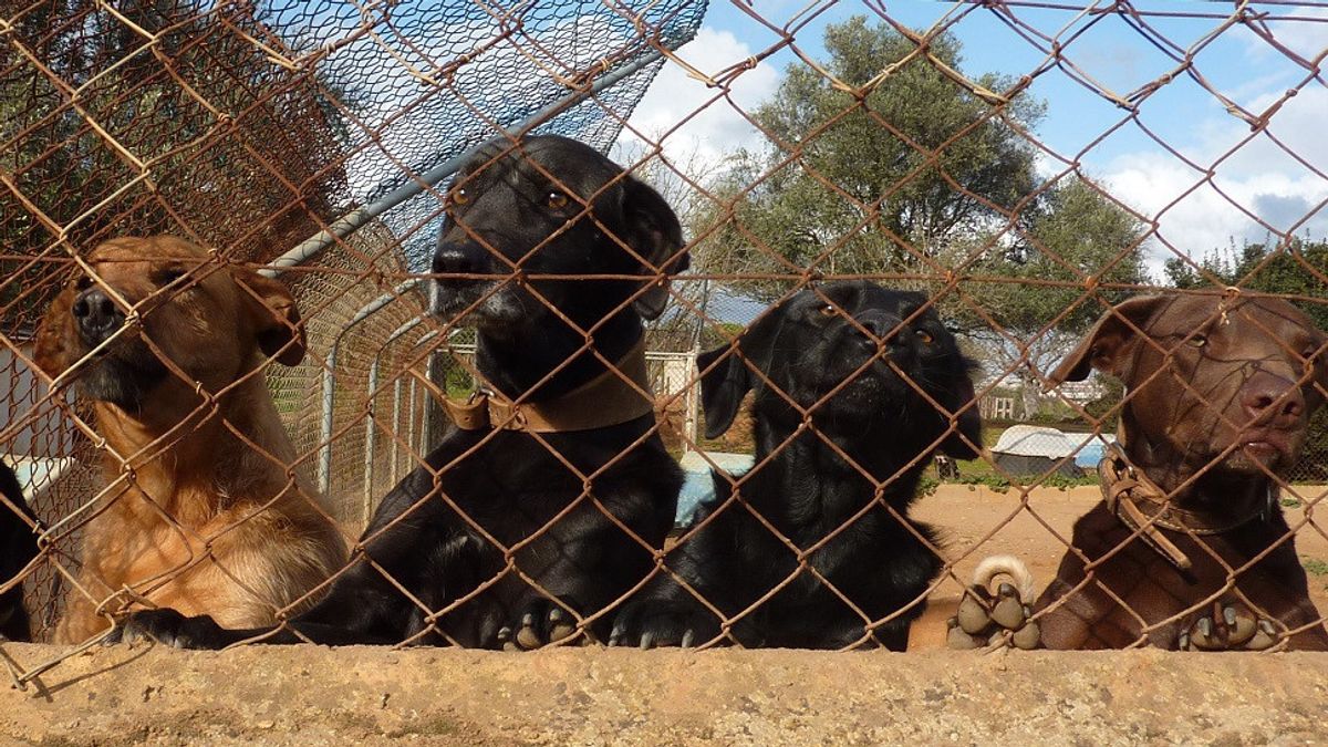 After The COVID-19 Lockdown, The Petiharaan Animal Is Penuhi Penampungan In Australia