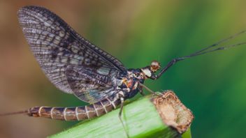 Rahasia Tarian Mayfly Terungkap, Serangga Purba Ini Terancam Hilang