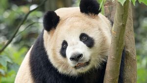 Foto Dirilis, Panda Raksasa Pinjaman China Beradaptasi Baik di San Diego Zoo