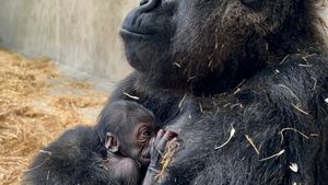 Pertama dalam 96 Tahun, Bayi Gorila Lahir di Kebun Binatang Detroit