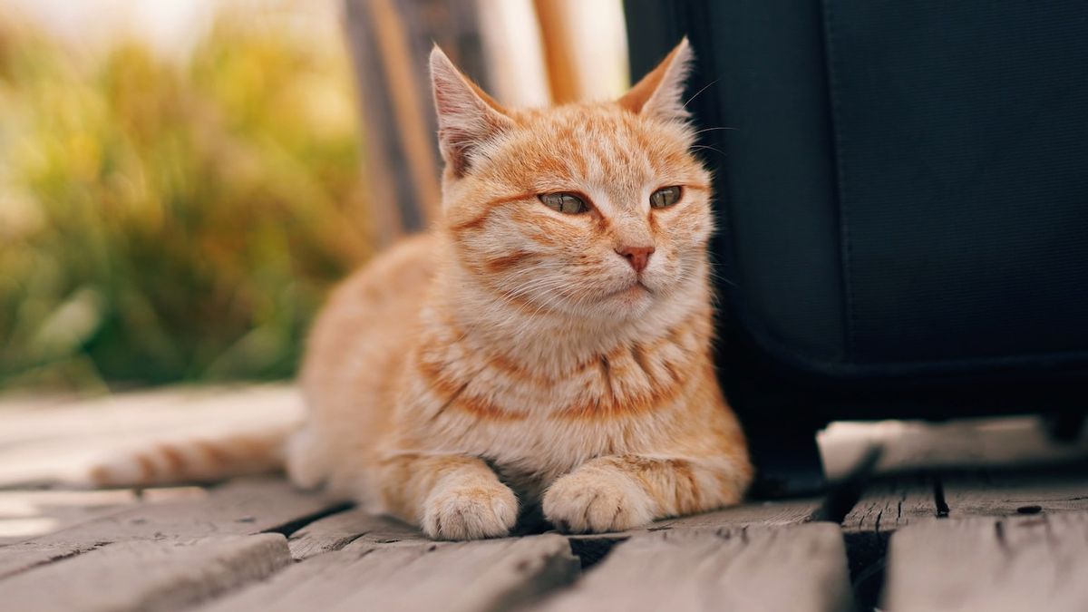Memiliki Jari Kaki Lebih dari Biasanya, Kenali 5 Fakta Tentang Kucing Polidaktil