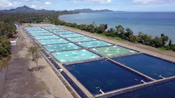 KKP Will Prepare Shrimp Estate In NTT, Project Value Reaches IDR 7 Trillion