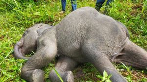  Gajah di PLG Minas Mati Terpapar Virus, KSDA Riau Sebut Gejalanya Wajah Bengkak