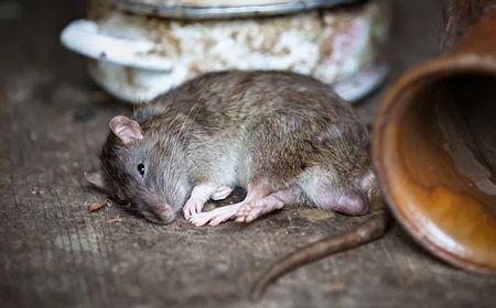 Asal Usul Hantavirus dari China dan Kenali Gejala Awalnya