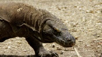 Tourism Actors Rejection Appears To Mass Strike, Komodo Island Ticket Prices Will Be Evaluated
