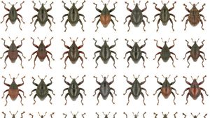 Peneliti BRIN Temukan 28 Jenis Kumbang Baru, Dinamai Gundala, Unyil, dan Tokoh Film <i>Star Wars</i>