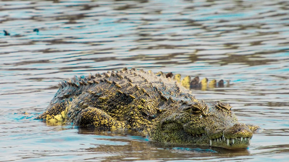 BKSDA Monitors Crocodiles That Appear At Balikpapan Refinery