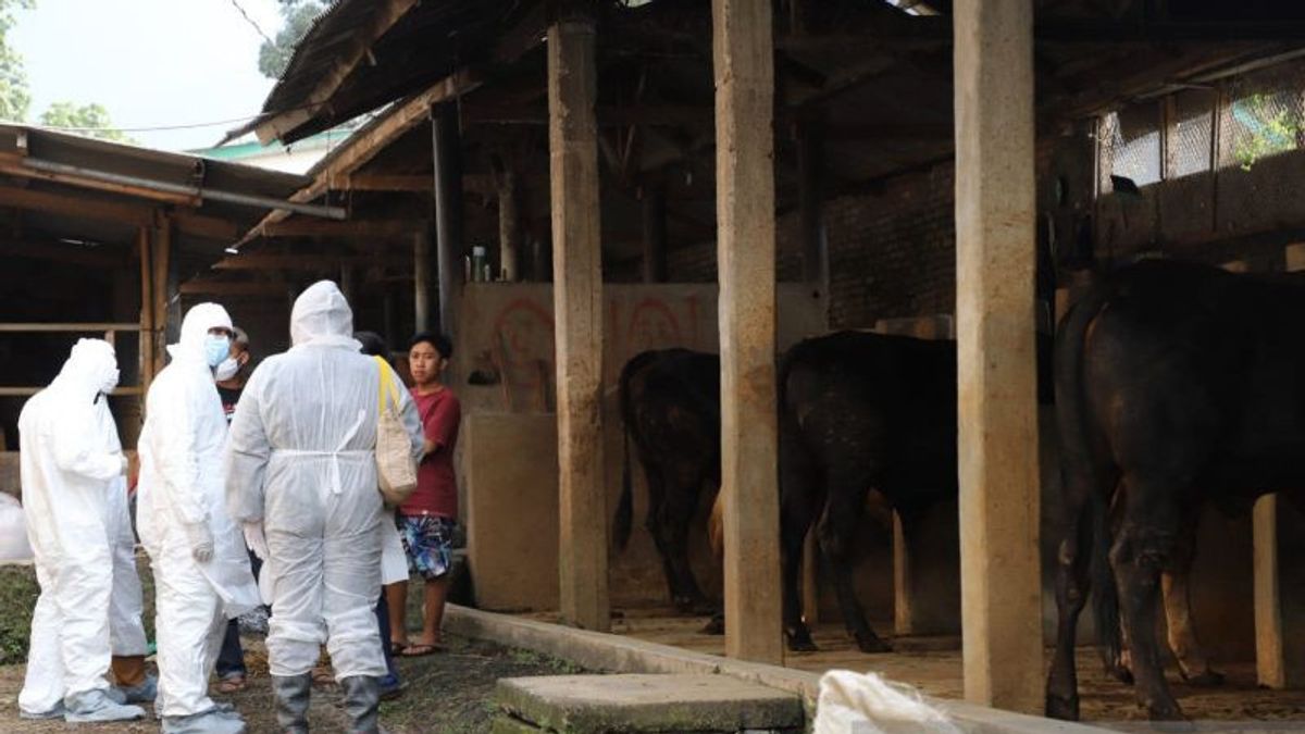 廖内群岛州长呼吁在口蹄疫威胁下购买当地牛肉