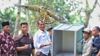 Brontok Eagles And 30 Turtles Can Wander Again In Riau's Wilderness