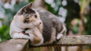 Polisi Usut Kucing Mati Diduga Ditendang di Lapangan Kridosono Blora