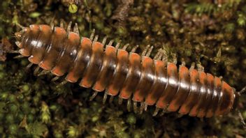 This Millipede Named Taylor Swift For Her Inspiring Work
