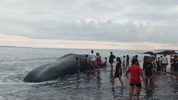 Paus Raksasa yang Sempat Terdampar Ditemukan Mati di Pantai Yeh Malet Bali 