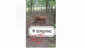 Viral Penampakan Harimau di Gunung Wilis, BKSAD Blitar: itu Bukan di Indonesia, Tapi di India